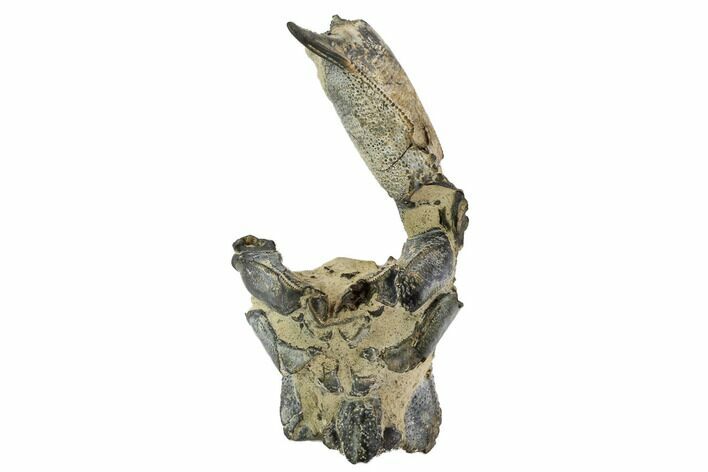 Bargain, Partial Fossil Mud Lobster (Thalassina) - Australia #97664